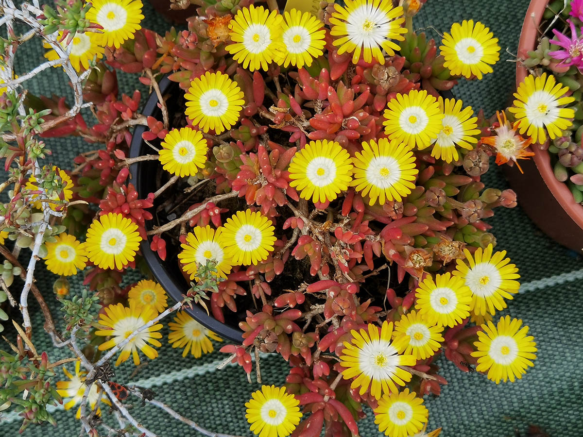 Delosperma cultivars & hybrides